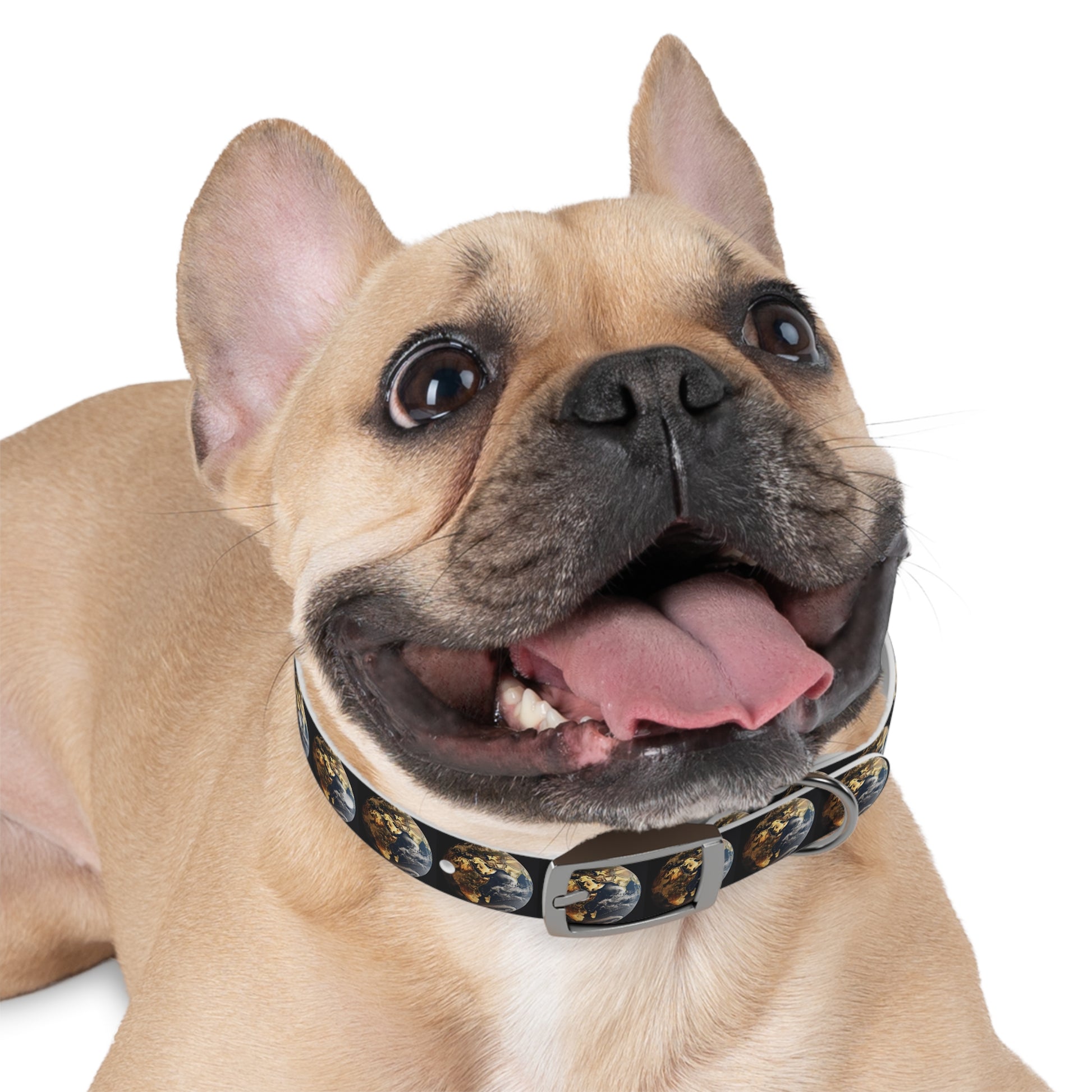 Dog Collar - Promoting Eco-Consciousness and Style - B&N: Human Eco-Solutions